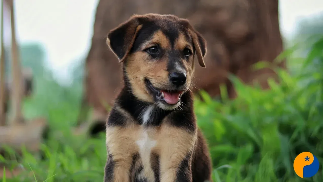 Nova lei regulamenta guarda compartilhada de pets após separação de casais no Brasil