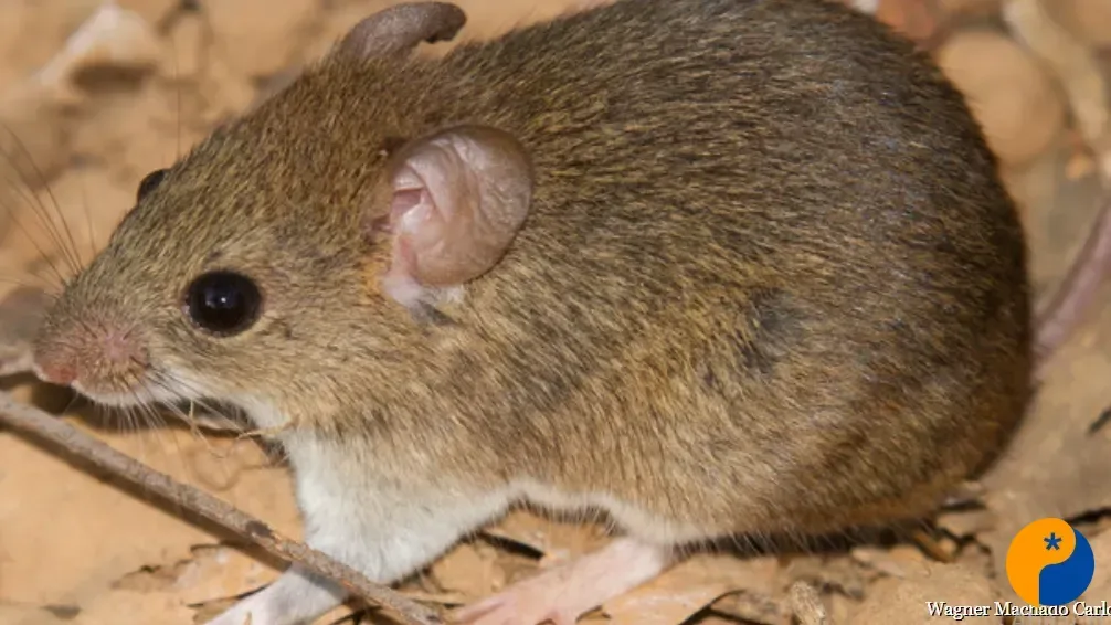 Casos de hantavirose seguem ocorrendo anualmente em Minas Gerais; especialista descarta relação com navio e reforça transmissão rural
