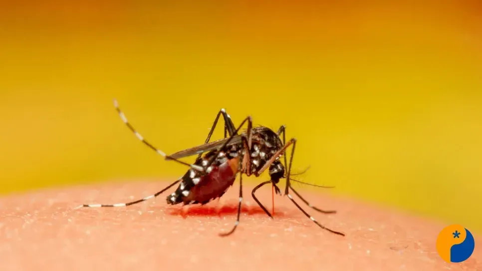 Minas Gerais ultrapassa 56 mil casos prováveis de dengue e confirma 18 óbitos neste ano 