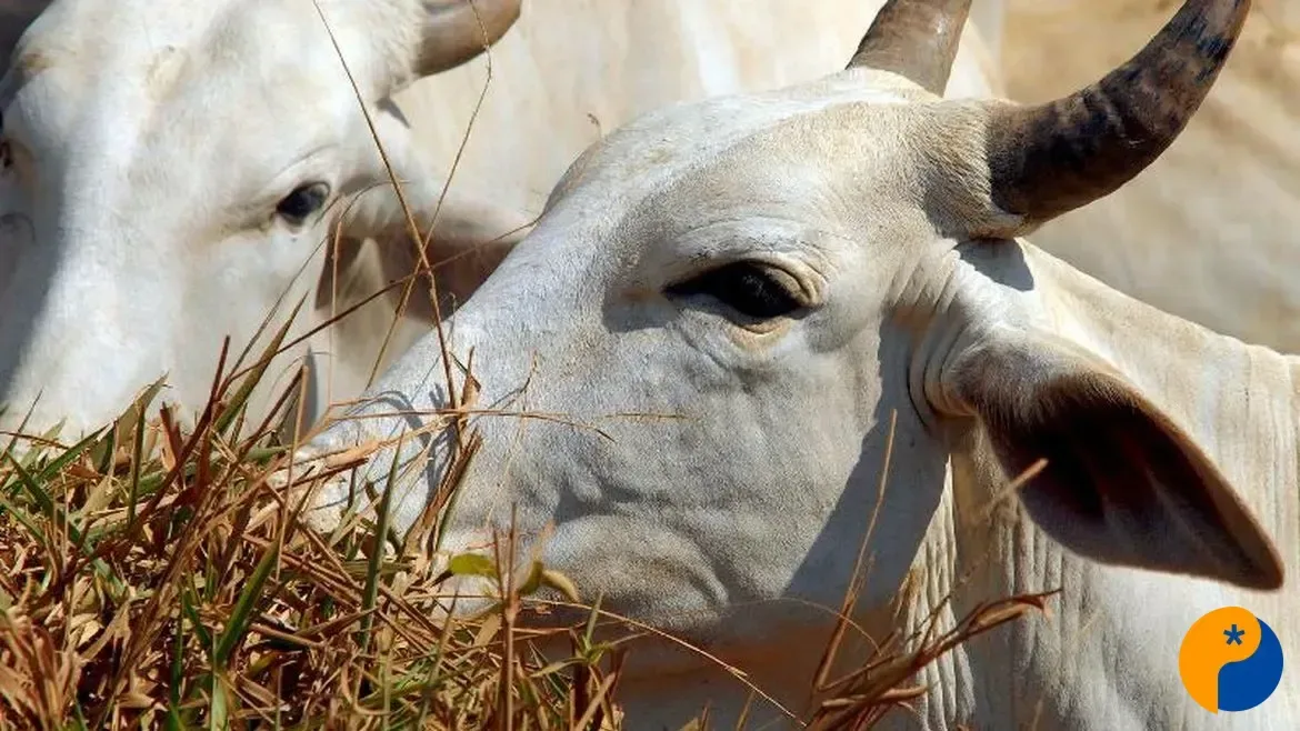 União Europeia retira Brasil da lista de países autorizados a exportar carnes e produtos animais 