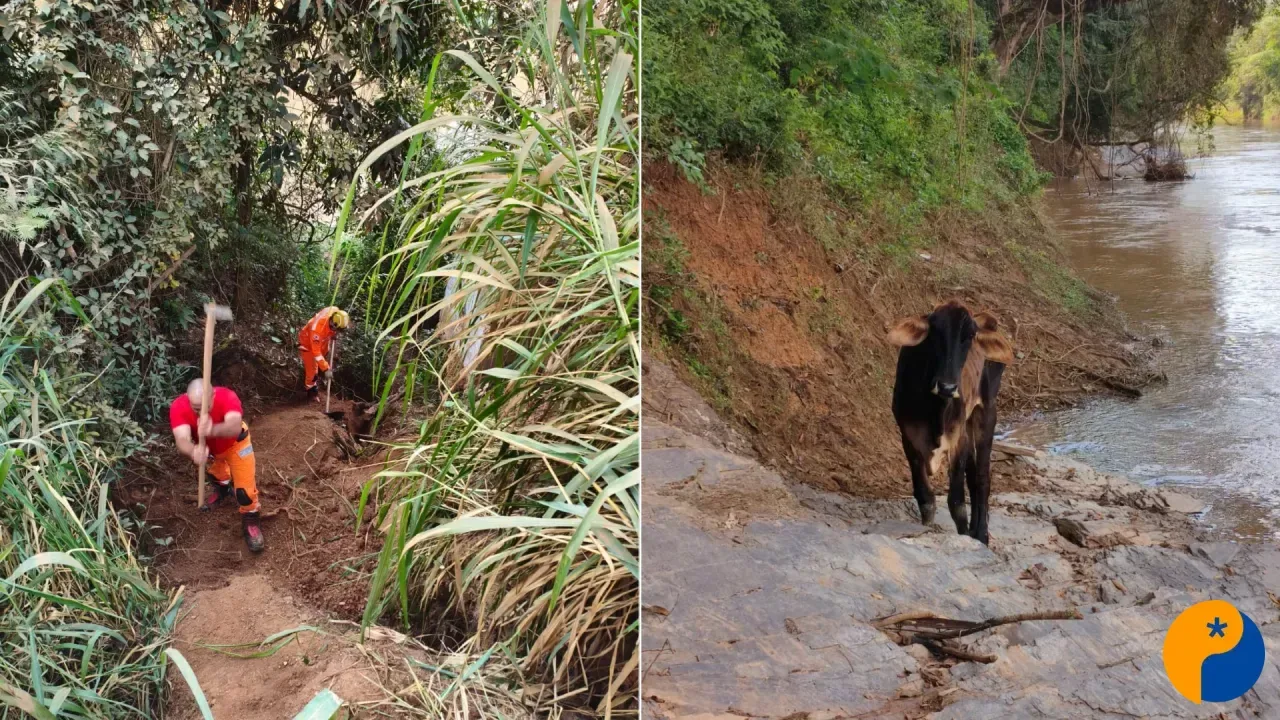 Corpo de Bombeiros resgata bovino ilhado no Rio Paranaíba, em Patos de Minas