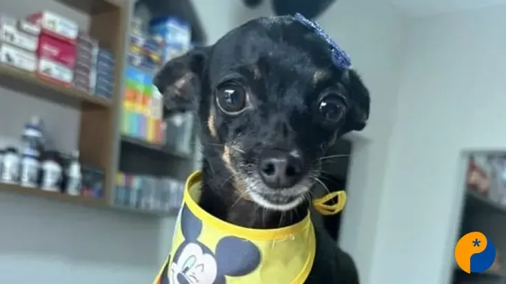 Cão idoso desaparece nas proximidades do Mocambo, em Patos de Minas