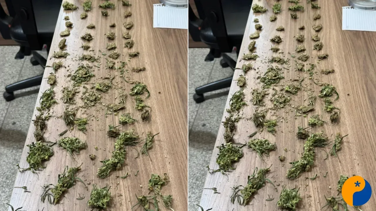 Polícia Civil apreende grande quantidade de maconha e investiga possível tráfico de drogas 