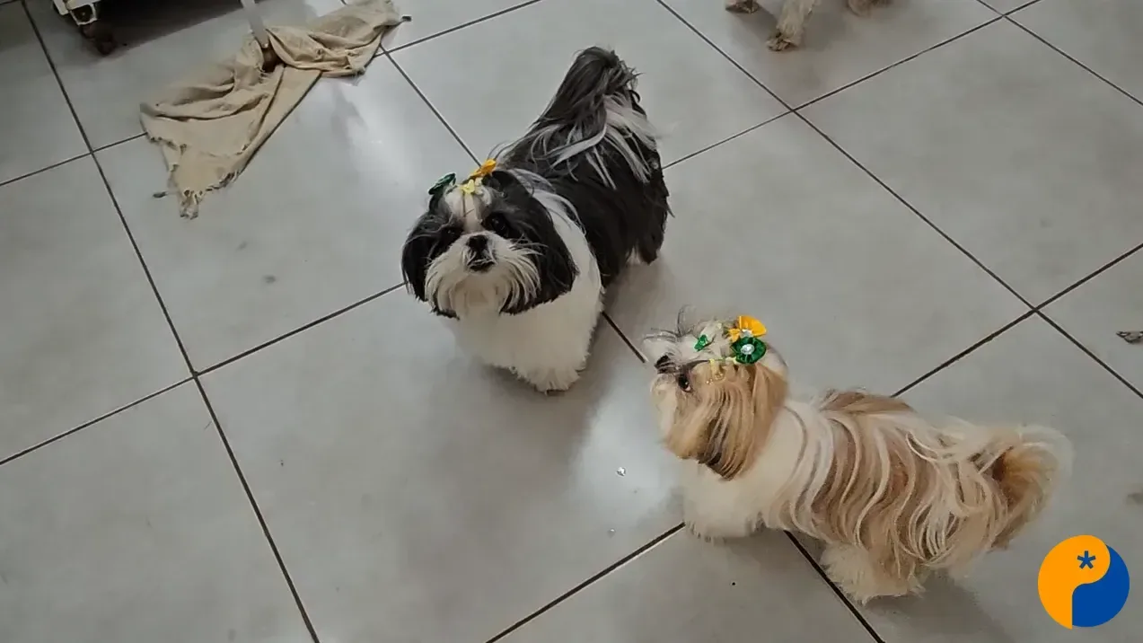 Festas juninas exigem atenção redobrada com a alimentação de cães e gatos