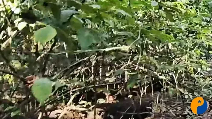 Semad realiza ação de entrega voluntária de animais silvestres em Patos de Minas