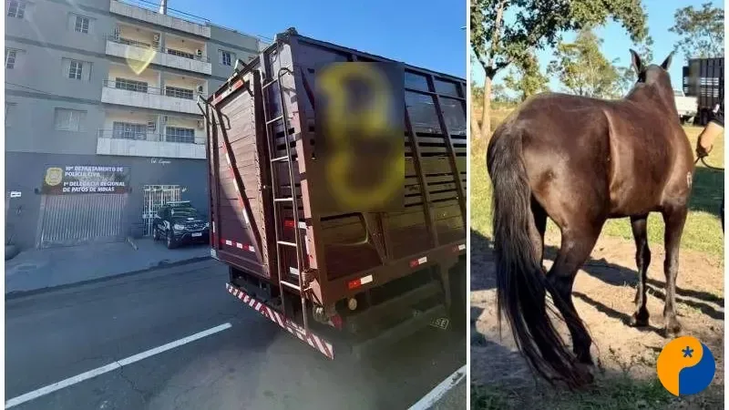 Polícia Civil de Patos de Minas recupera égua mangalarga em Presidente Olegário