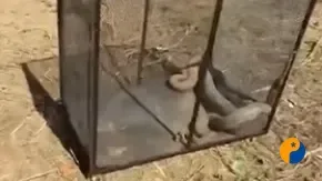 Polícia Ambiental identifica como jiboias serpentes de grande porte capturadas