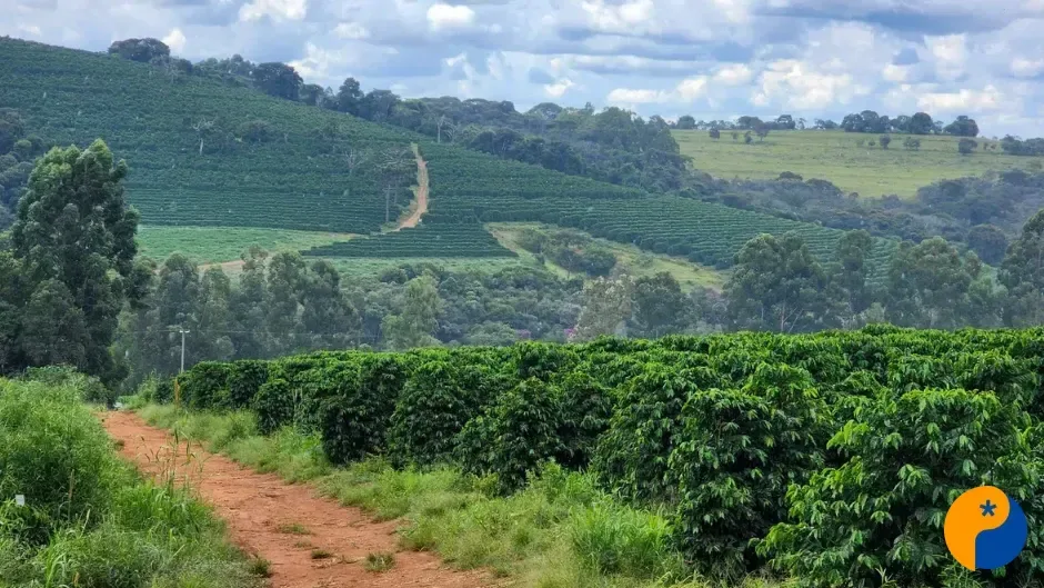 Diversificação de cadeias mantém Minas no pódio dos exportadores do agro brasileiro 