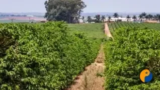 Mercado do café opera apenas com o robusta nesta sexta-feira; Bolsa de Nova York está fechada pelo feriado da Independência dos EUA