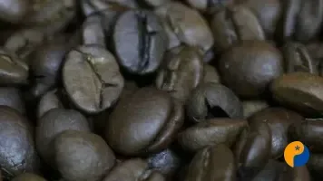 Café abre a 4ª-feira com arábica sustentado em Nova York e robusta recuando em Londres diante do avanço da colheita no Brasil
