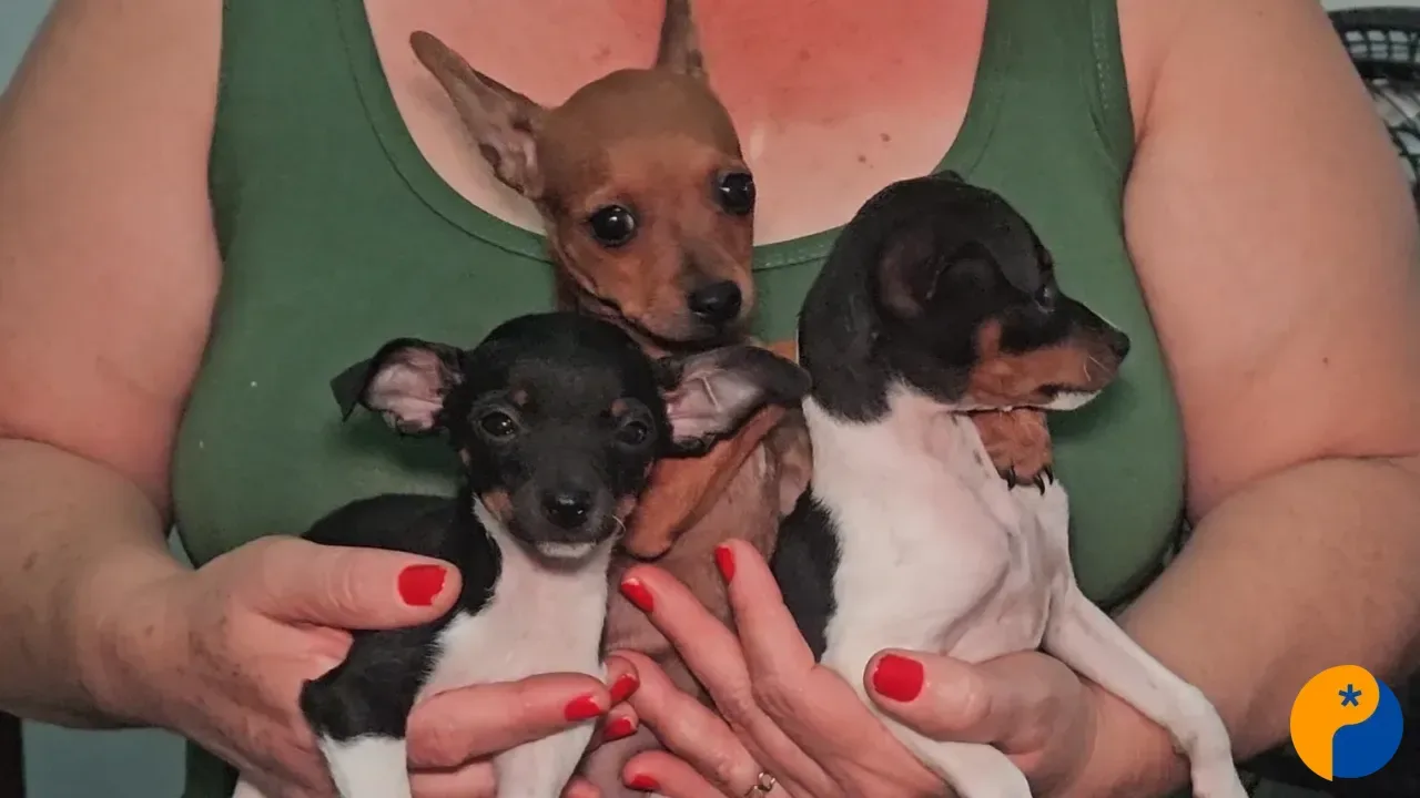Tutora denuncia que filhotes de pinscher foram devolvidos debilitados após desacordo em Patos de Minas 