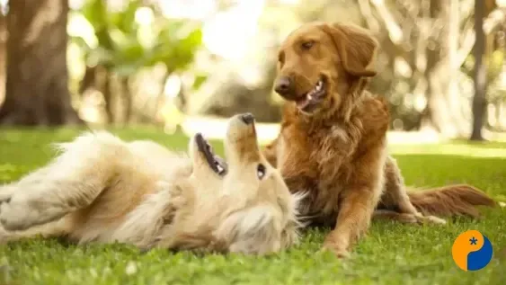 Doenças em cães e gatos reforçam importância da prevenção e dos cuidados veterinários