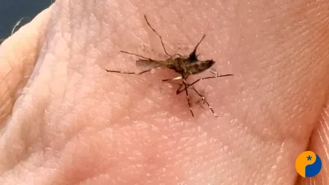 Patos de Minas registra 80 casos confirmados de dengue em 2026 e mantém cenário controlado