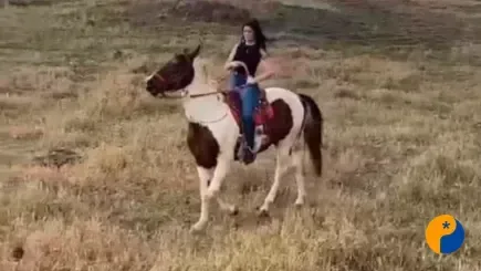 Cavalo pampa é furtado na região de Pindaíbas; proprietários pedem ajuda para localização