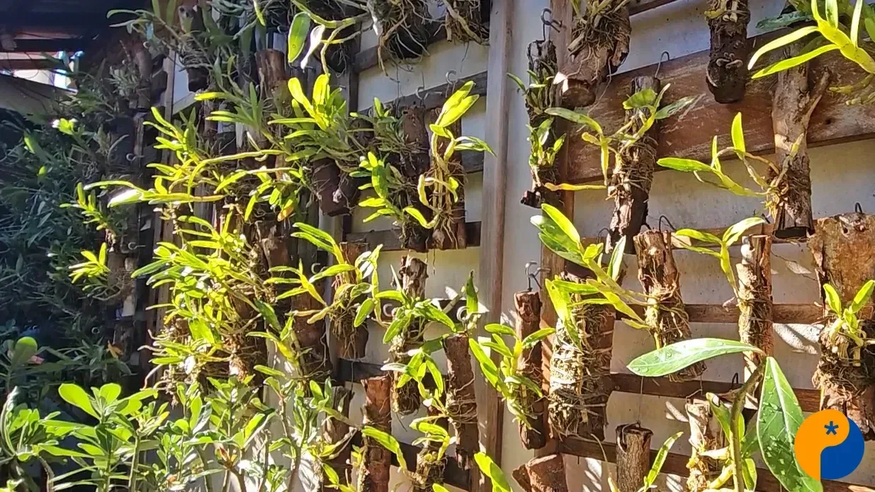 Ivanês Borges orienta como proteger as plantas durante o inverno e evitar prejuízos causados pelo frio