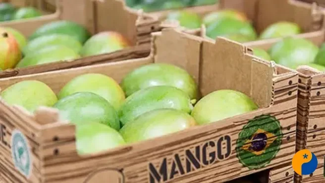 Brasil embarcou 13% mais volume e acumulou 20% mais receita com exportações de frutas no 1°semestre de 2026 do que no de 2025
