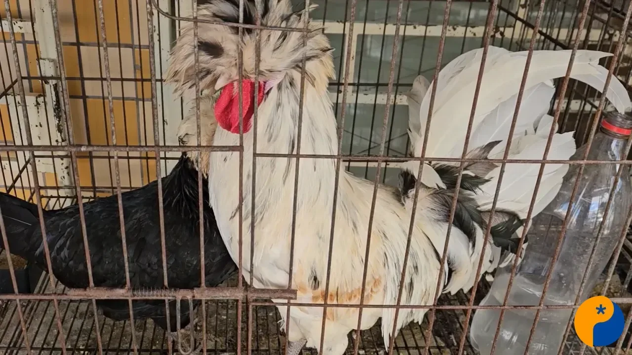 Frio exige cuidados especiais com cães, aves e outros animais, alerta veterinário