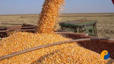 Futuros do milho fecham terça-feira com ganhos na B3 e mercado de olho em possível demanda europeia