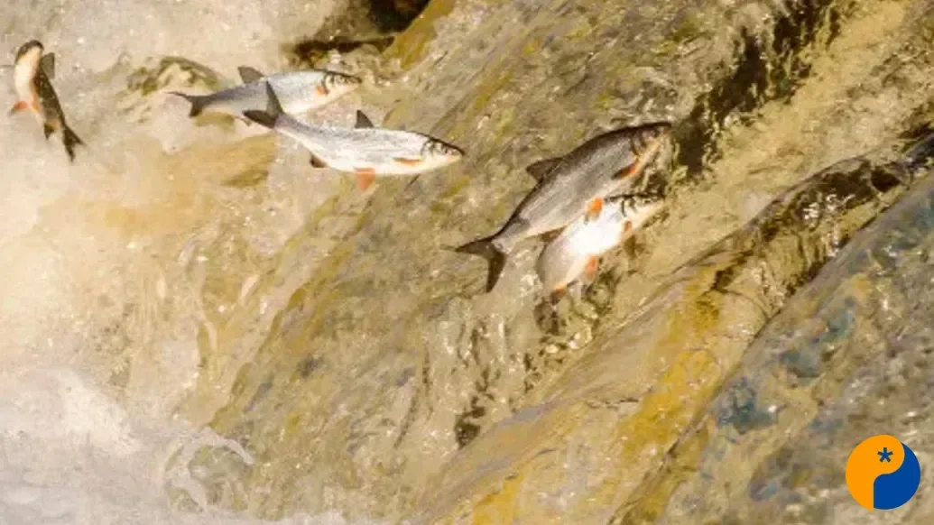 Copasa deve comprovar eficácia de sistema para passagem de peixes