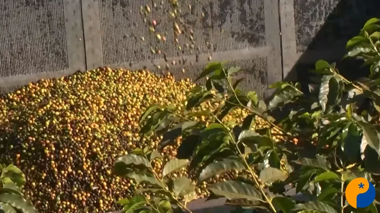 Região do Cerrado Mineiro certificou 420 mil sacas e alcançou 27 mercados internacionais na Safra 2025/2026