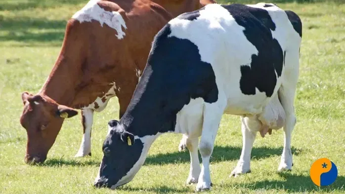 O Brasil está ficando sem vacas? O alerta para a pecuária de corte