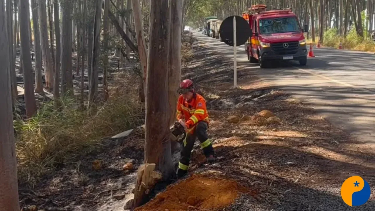 Queimadas às margens de rodovias aumentam risco de queda de árvores e preocupam bombeiros 