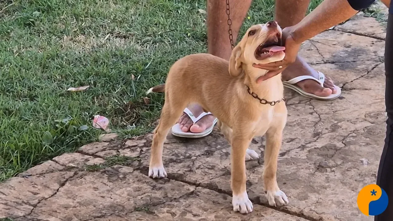 Patos de Minas realiza primeiro mutirão da vacinação antirrábica para cães e gatos