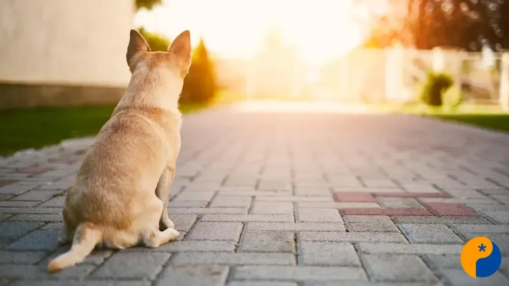 TJMG mantém condenação de condomínio após cão de moradora ser atacado por animal de rua