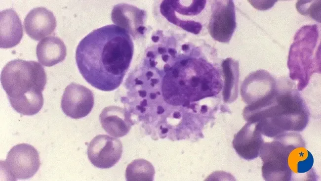 Nova proteína da Fiocruz amplia diagnóstico da leishmaniose visceral