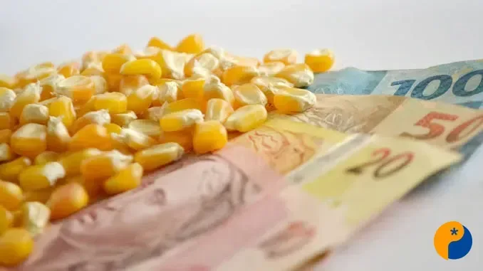 Preços do milho recuam após alta, pressionados por ajustes no mercado