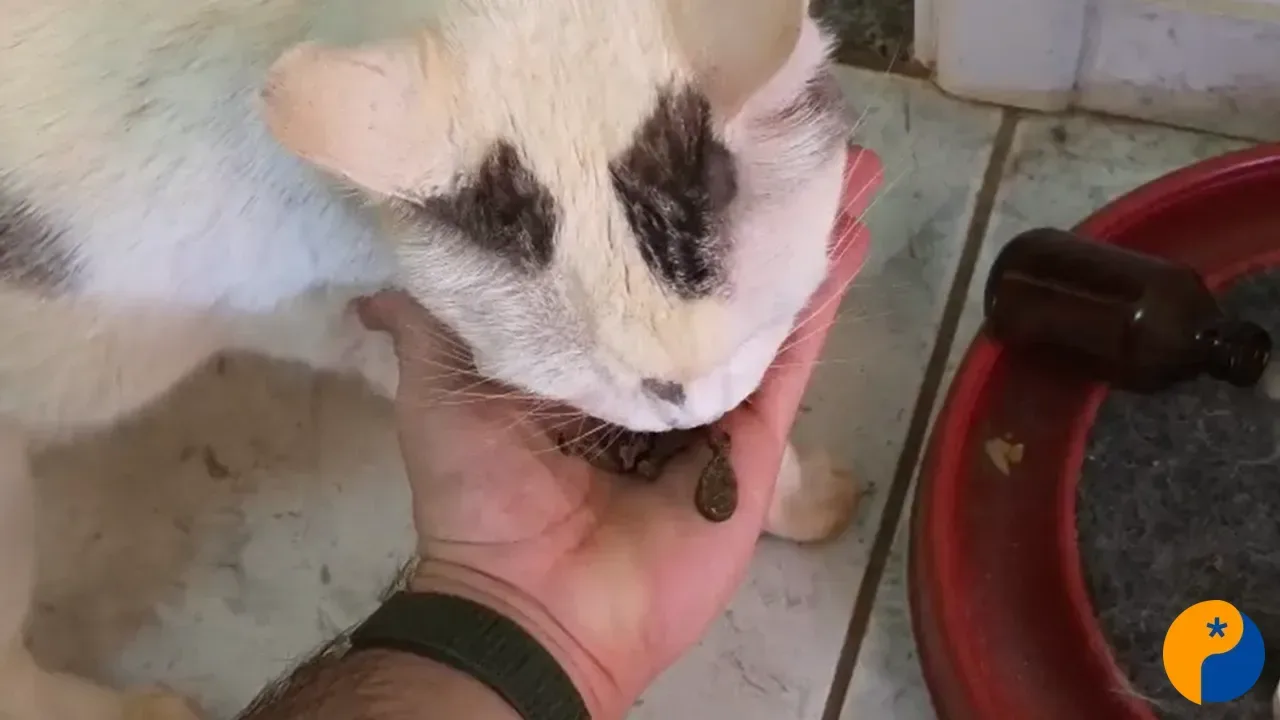 Petiscos para cães e gatos exigem atenção dos tutores