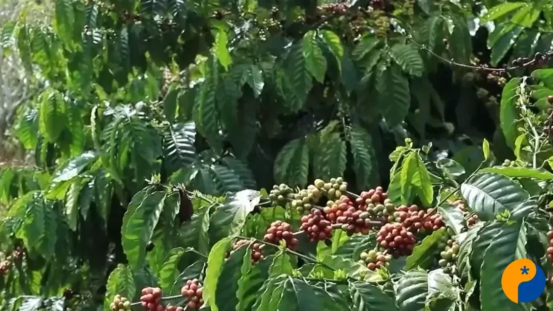 Café/Cepea: Embarques começam firmes, mas atraso da colheita limita oferta