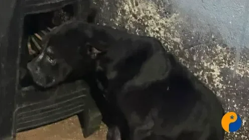 Operação Agosto Lilás prende suspeito de tráfico e maus-tratos a animal