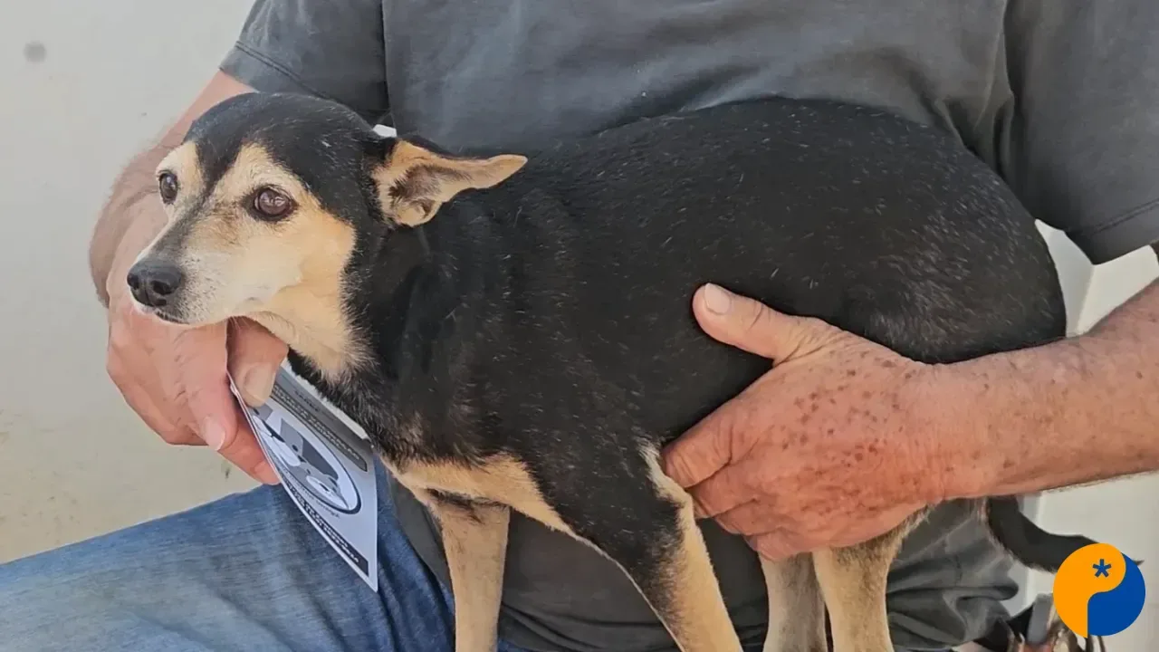 Mais de 7,5 mil cães e gatos já foram vacinados contra a raiva em Patos de Minas 