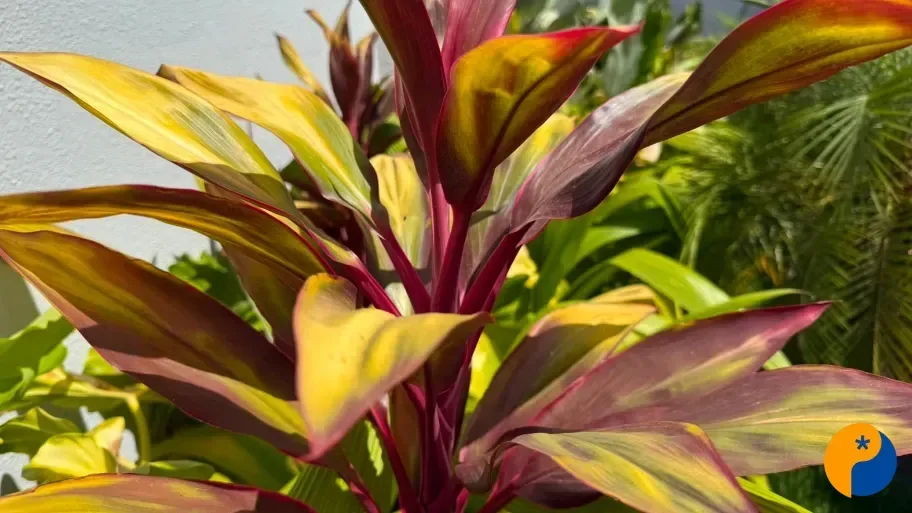 Sol forte e tempo seco podem prejudicar plantas de jardim