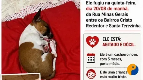 Procura-se Nino: cachorro de cinco meses desaparece em Patos de Minas