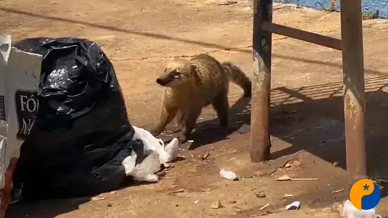 Cerca de 10 quatis são flagrados revirando lixo no bairro Ipanema II, em Patos de Minas