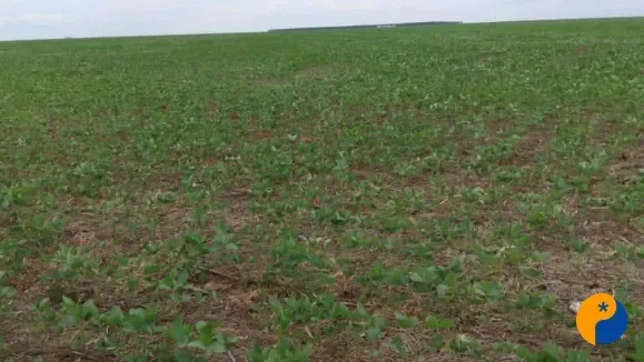 Atraso na emergência da soja pode custar até 12 sacas por hectare por dia