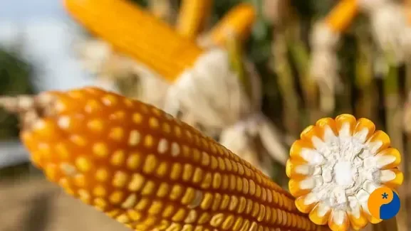 Exportações de milho e soja movimentam fretes agrícolas no país em 2026