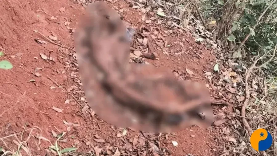 Ossada humana é encontrada às margens da BR-354, em Rio Paranaíba