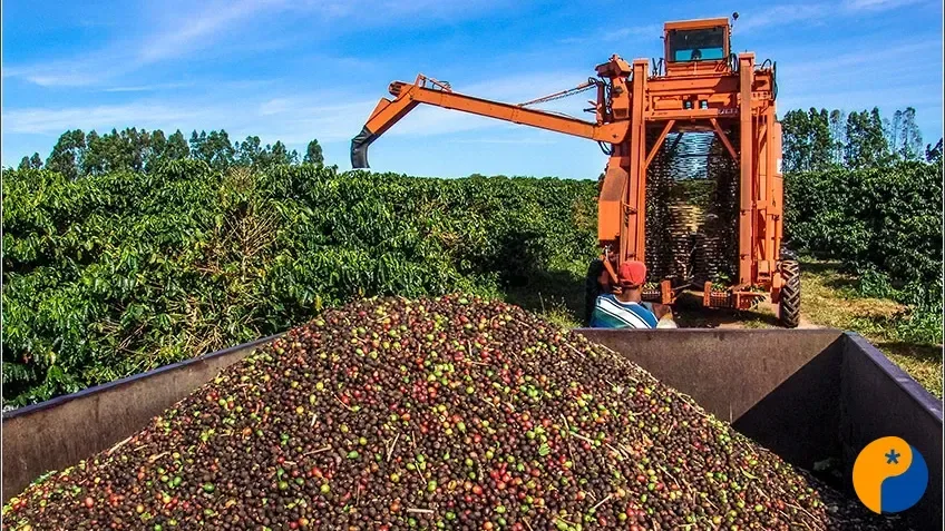 Safra de café 2026/27 termina com oferta elevada, mas qualidade preocupa produtores e exportadores
