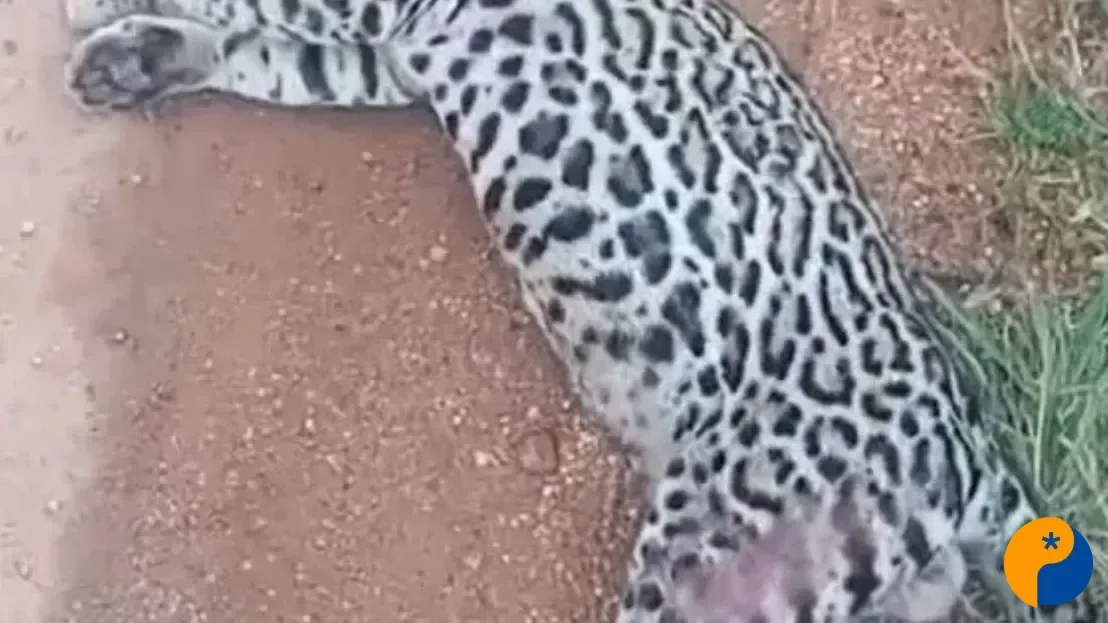 Jaguatirica morre após ser atropelada em BR