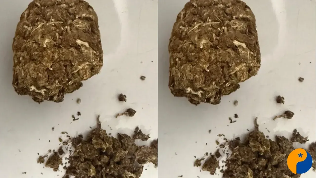 Cão farejador encontra maconha escondida em rack e homem é preso em Patos de Minas 