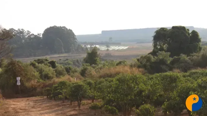 Crianças participam de plantio de árvores nativas para celebrar o Dia do Cerrado em Patrocínio