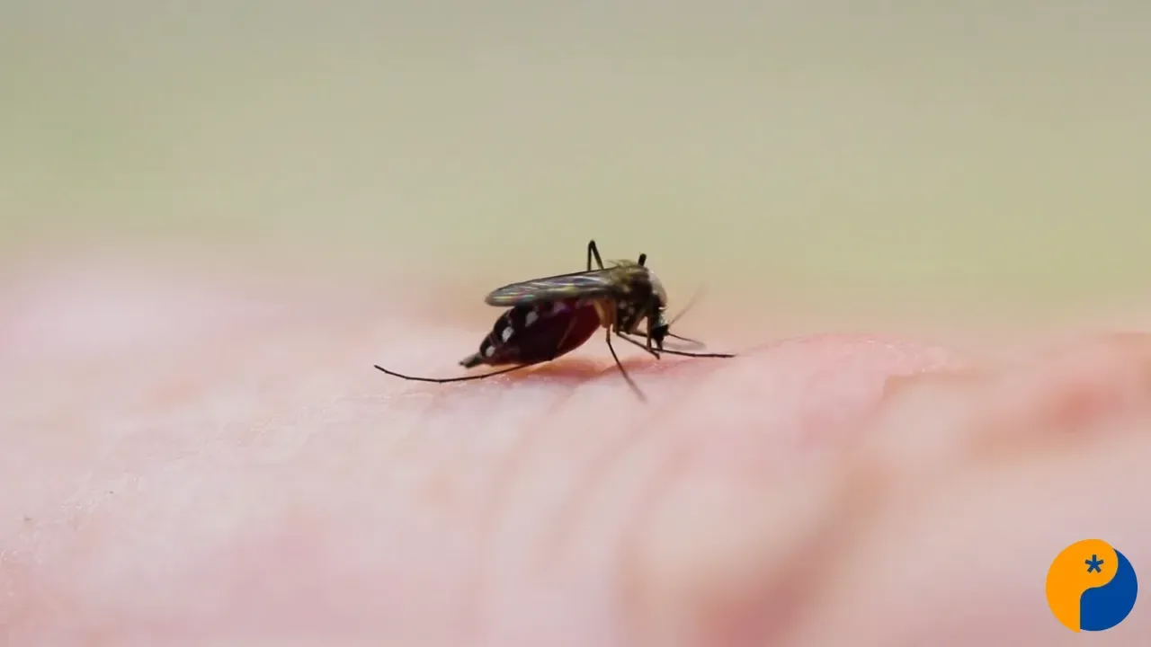 Patos de Minas registra 31 casos de Covid-19 e 80 de dengue neste ano; saiba como se proteger