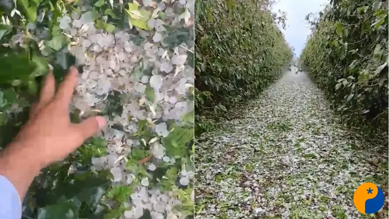 Chuva de granizo atinge lavouras de café e preocupa produtores rurais em Patrocínio 
