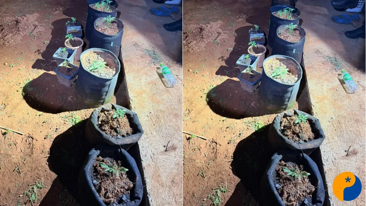 Mulher é presa com 56 plantas e 28 sementes de maconha em chácara em Patos de Minas 