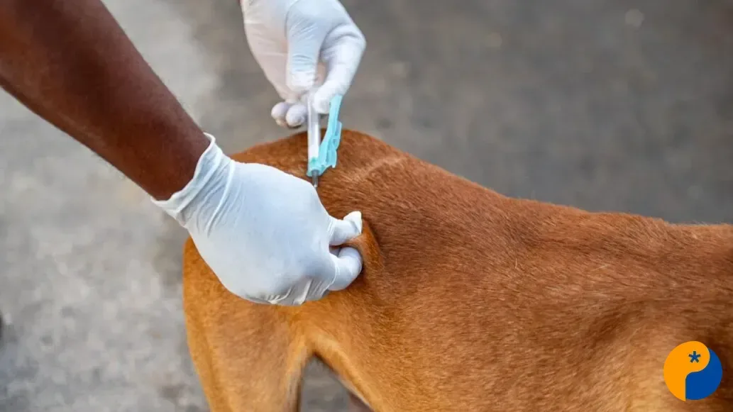 Vacinação antirrábica terá 11 pontos distribuídos em Patos de Minas neste sábado (19) 