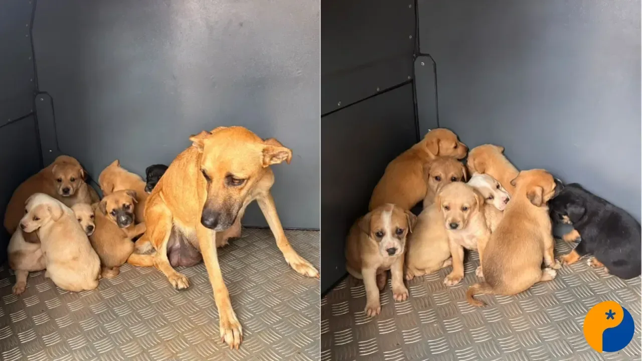 Nove cães são resgatados em situação de maus-tratos durante ação conjunta em Campos Altos
