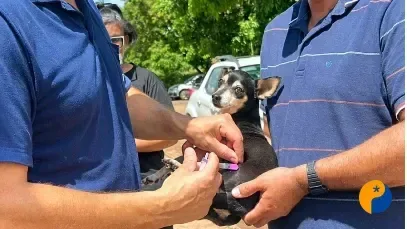 Campanha de vacinação antirrábica deve imunizar 25 mil cães e gatos em Patos de Minas